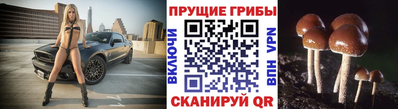 Псилоцибиновые грибы MAGIC MUSHROOMS цены Лесозаводск